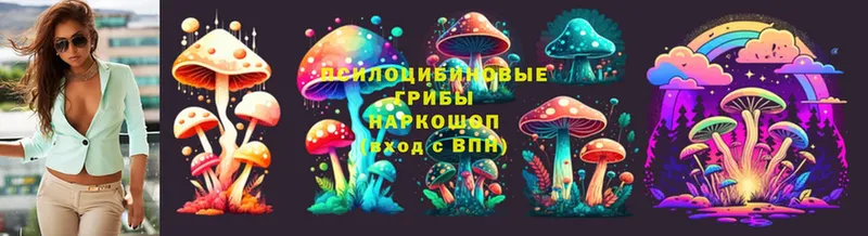 Галлюциногенные грибы Cubensis  купить закладку  Грязовец 